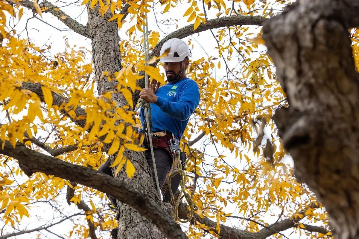 Skilled Dead Tree Removal crew working in Keller